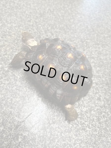 画像4: テキサスゴファーガメ(甲長18cm、13.5cm) (4)