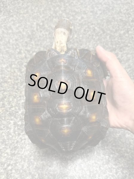 画像2: テキサスゴファーガメ(甲長18cm、13.5cm) (2)