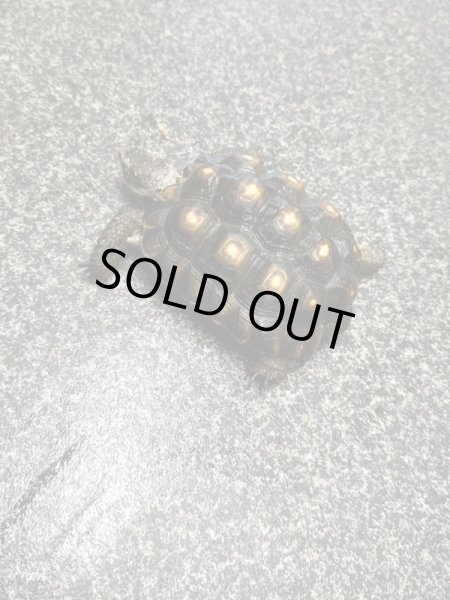 画像7: テキサスゴファーガメ(甲長18cm、13.5cm) (7)