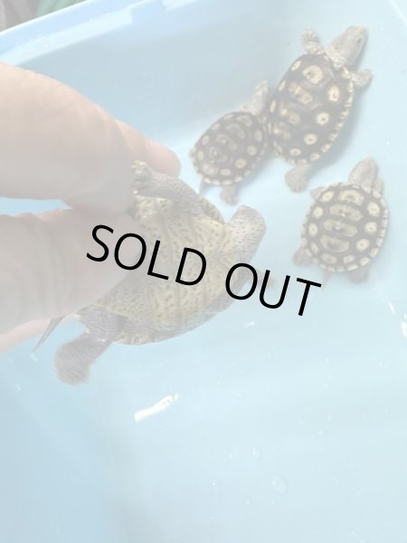 画像3: オルナータダイヤモンドバックテラピン (3)