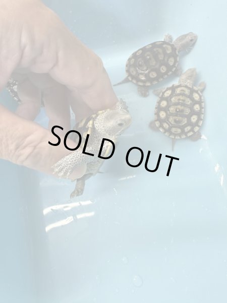 画像4: オルナータダイヤモンドバックテラピン (4)