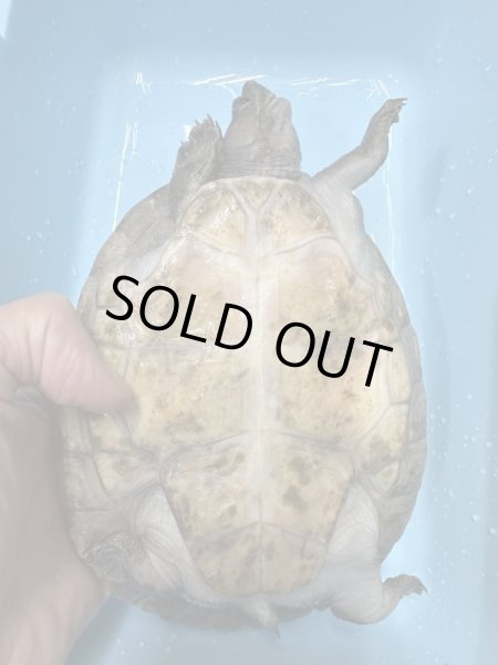 画像2: メキシコカワガメ (2)