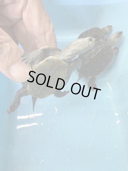 画像3: テキサスダイヤモンドバックテラピン (3)