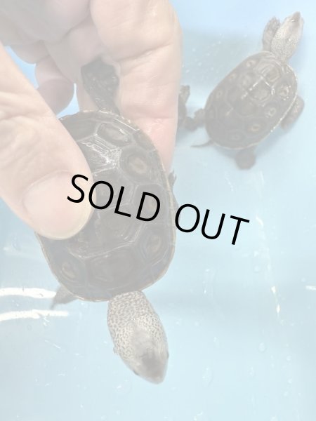 画像2: テキサスダイヤモンドバックテラピン (2)