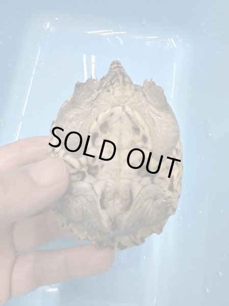 画像3: ジャイアントマスクタートル (3)