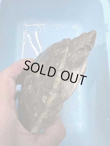 画像3: メキシコカワガメ (3)