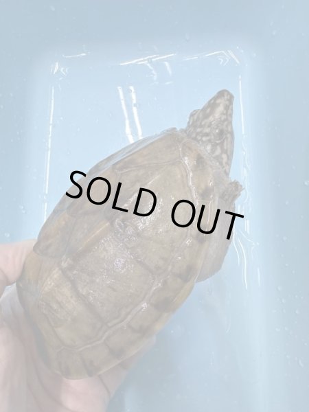 画像2: ジャイアントマスクタートル (2)