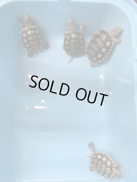 画像2: オルナータダイヤモンドバックテラピン (2)