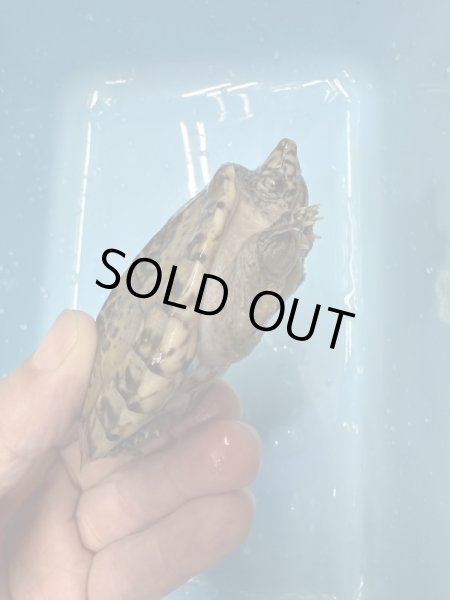 画像2: ジャイアントマスクタートル (2)