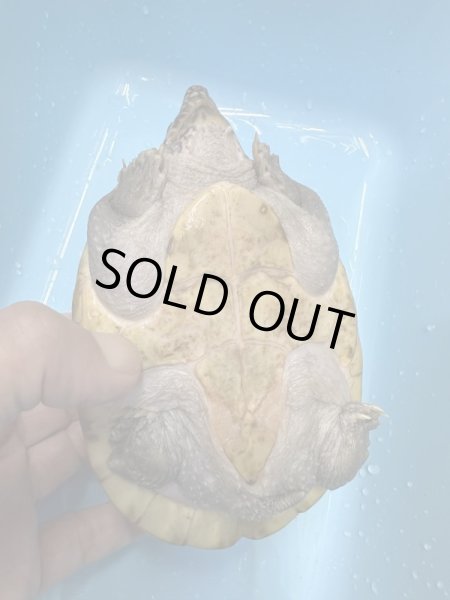 画像3: ジャイアントマスクタートル (3)