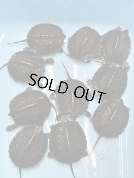 画像1: カントンクサガメ国内CBハイクオリティー (1)