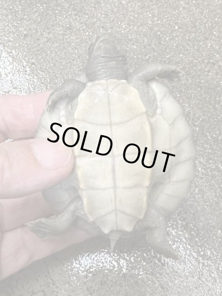 画像3: カラグールガメ (3)