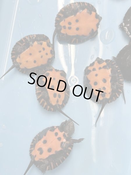 画像2: カントンクサガメ国内CBハイクオリティー (2)