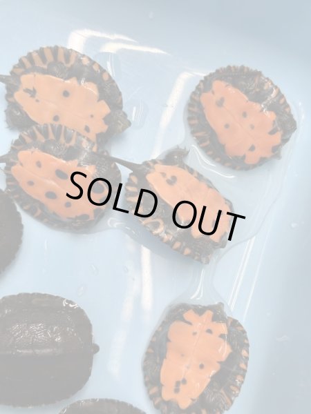 画像3: カントンクサガメ国内CBハイクオリティー (3)