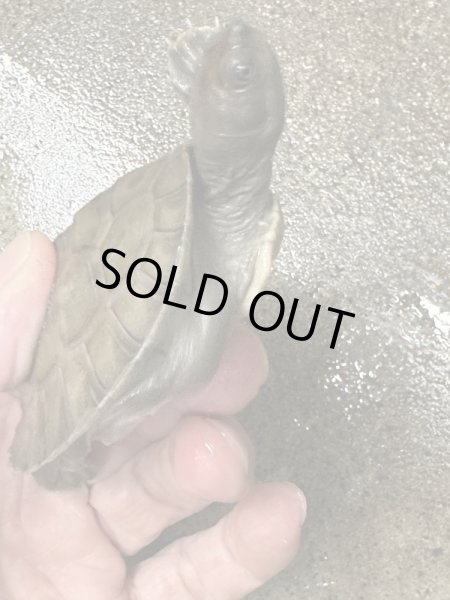 画像2: カラグールガメ (2)