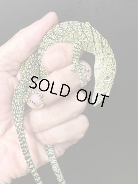 画像4: コルデンシスツリーモニター CBベビー (4)