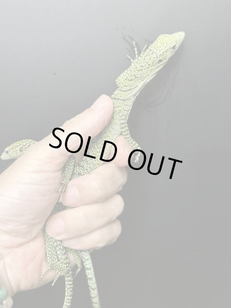 画像2: コルデンシスツリーモニター CBベビー (2)