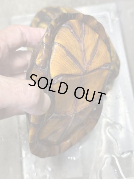 画像2: サソリドロガメ　飼いこみアダルトペア (2)