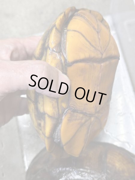 画像3: サソリドロガメ　飼いこみアダルトペア (3)