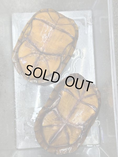 画像4: サソリドロガメ　飼いこみアダルトペア (4)