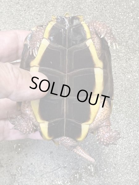 画像5: スペングラーヤマガメ　長期飼いこみペア (5)