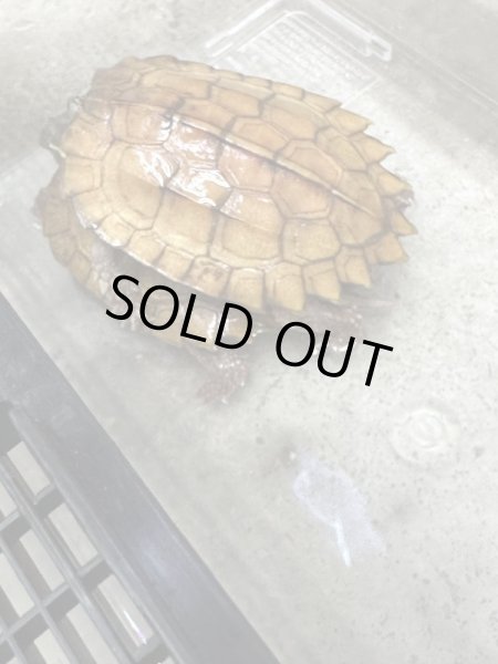 画像6: スペングラーヤマガメ　長期飼いこみペア (6)