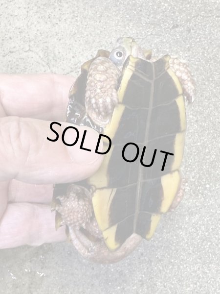 画像2: スペングラーヤマガメ　長期飼いこみペア (2)