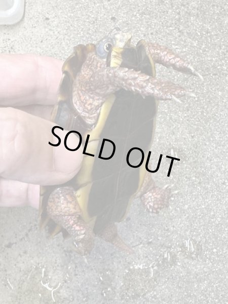 画像4: スペングラーヤマガメ　長期飼いこみペア (4)