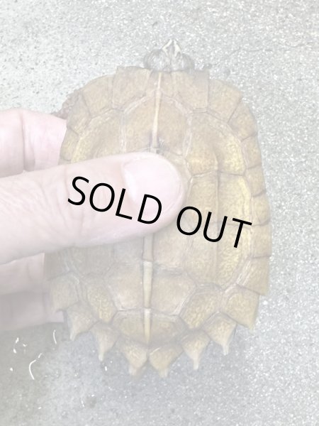 画像3: スペングラーヤマガメ　長期飼いこみペア (3)