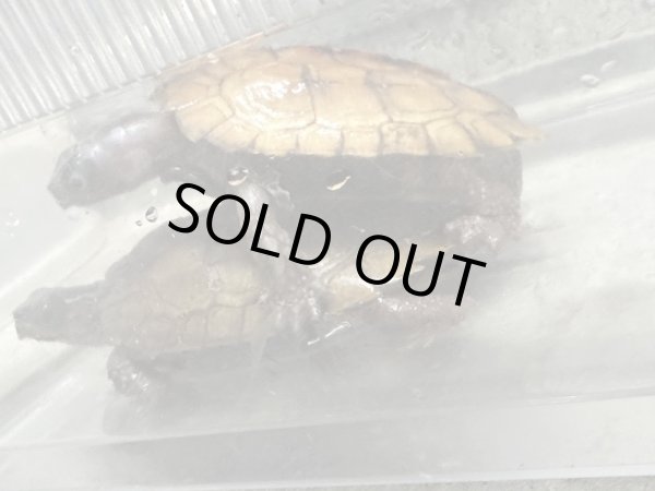 画像7: スペングラーヤマガメ　長期飼いこみペア (7)