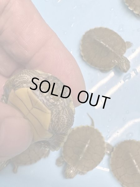 画像2: ヒラチズガメ (2)