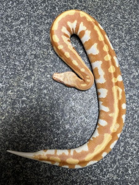 画像2: マラヤンプラッドパイソン　T-アルビノ雄 (2)