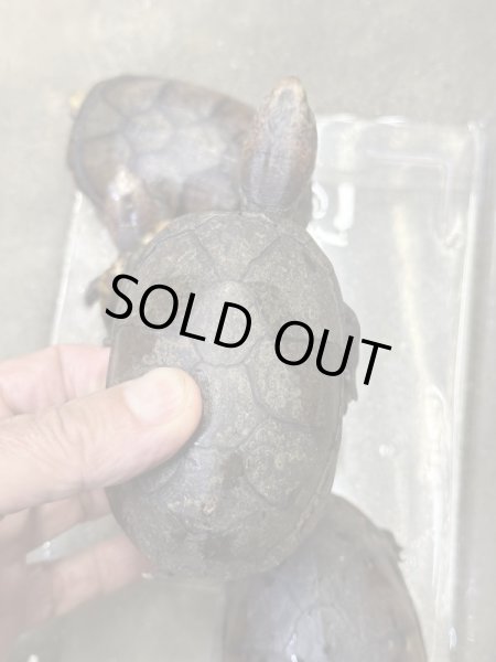 画像5: ハナナガドロガメ　アダルト雌 (5)