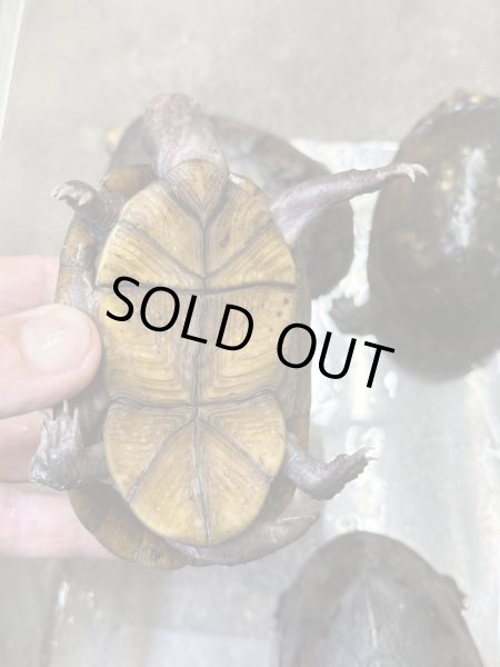 画像6: ハナナガドロガメ　アダルト雌 (6)