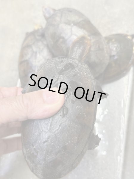 画像3: ハナナガドロガメ　アダルト雌 (3)