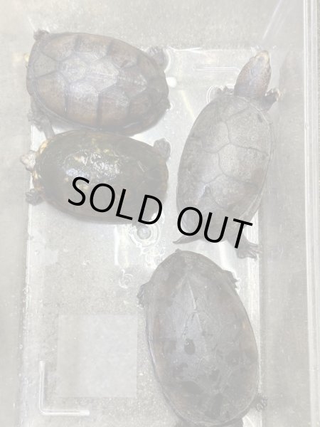 画像2: ハナナガドロガメ　アダルト雌 (2)