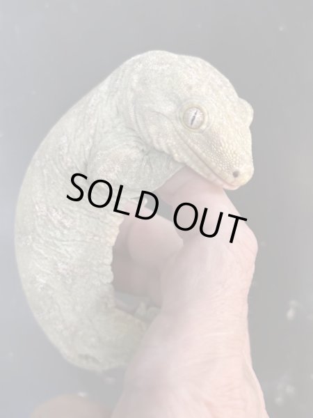 画像2: ジャイアントゲッコーヘンケリーCaanawa(カナーワ) (2)