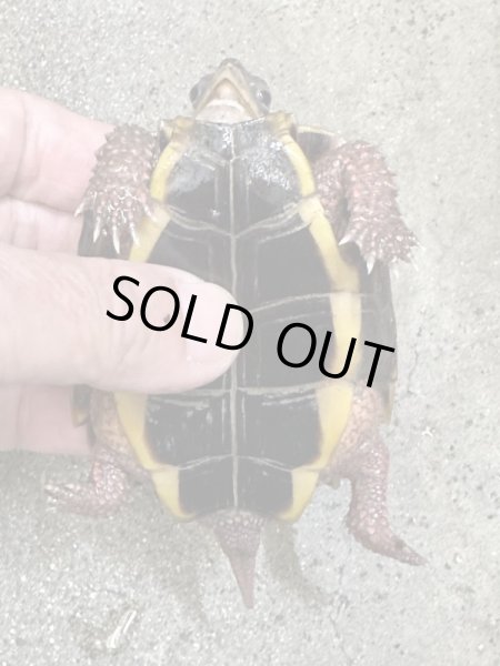 画像3: ハイナンスペングラーヤマガメ　アダルト雌　飼いこみ個体 (3)