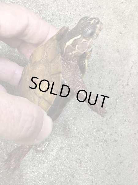 画像2: ハイナンスペングラーヤマガメ　アダルト雌　飼いこみ個体 (2)