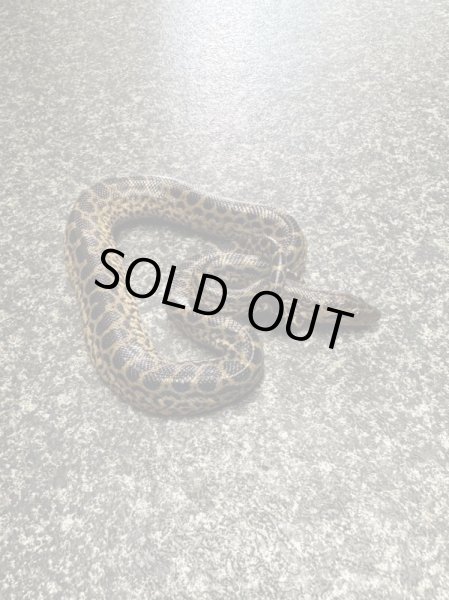 画像4: イエローアナコンダ国内CB (4)