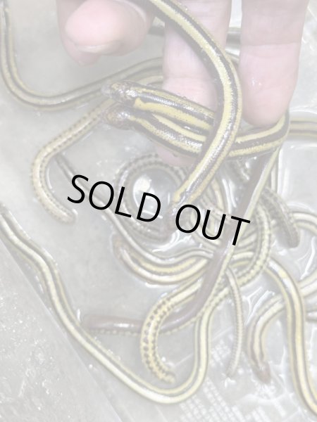 画像2: クロスジエンピツトカゲ (2)