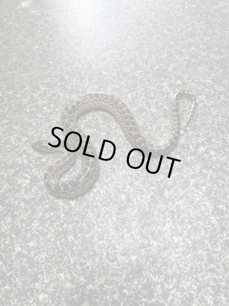 画像3: イエローアナコンダ国内CB (3)