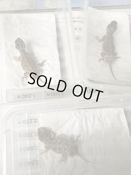 画像3: ゼノガマ(テイラーカワリアガマ)国内CB (3)