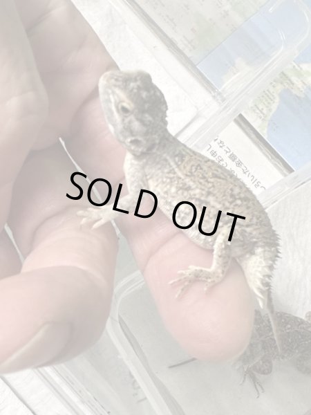 画像2: ゼノガマ(テイラーカワリアガマ)国内CB (2)