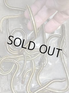 全商品 - terra (Page 3)