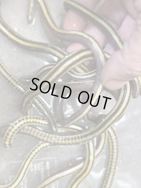 画像3: クロスジエンピツトカゲ (3)