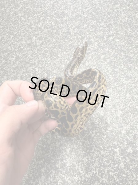 画像2: イエローアナコンダ国内CB (2)