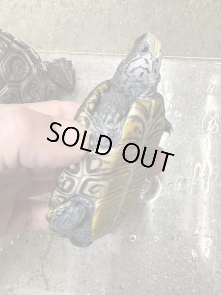 画像6: ダイヤモンドバックテラピン　カロリナコンセントリック雄 (6)