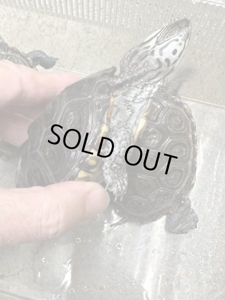 画像3: ダイヤモンドバックテラピン　カロリナコンセントリック雄 (3)