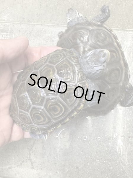 画像5: ダイヤモンドバックテラピン　カロリナコンセントリック雄 (5)